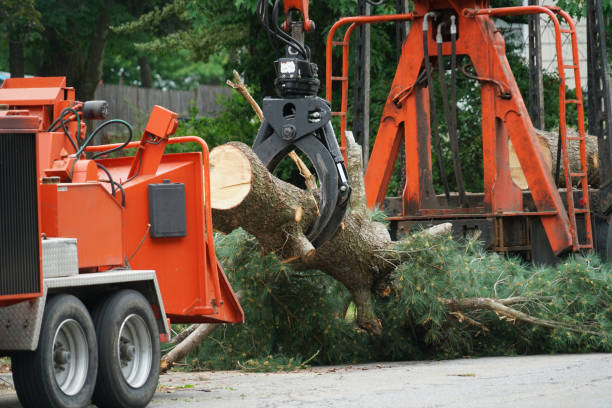 Best Stump Grinding and Removal  in Otis Orchards East Farms, WA