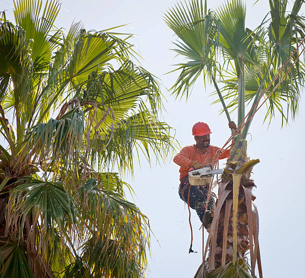 How Our Tree Care Process Works  in  Otis Orchards East Farms, WA